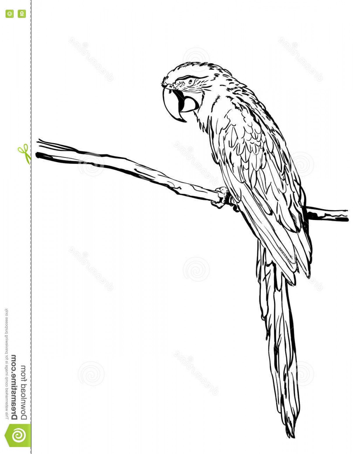 1213x1560 Stock Illustration Vector Hand Drawn Illustration Tropical Ara - Tropical Sketch