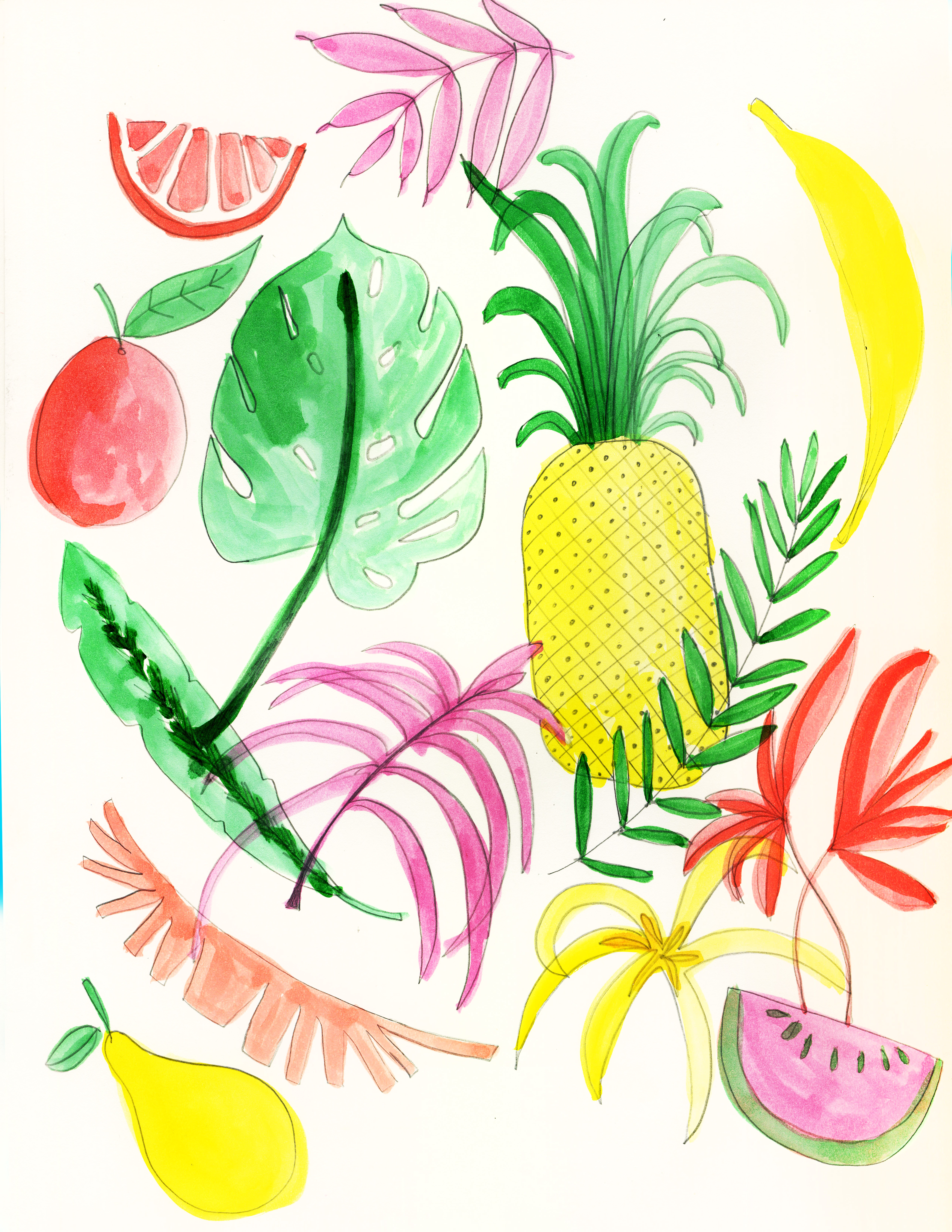 5040x6522 Tropical Sketches Muffin Grayson - Tropical Sketch