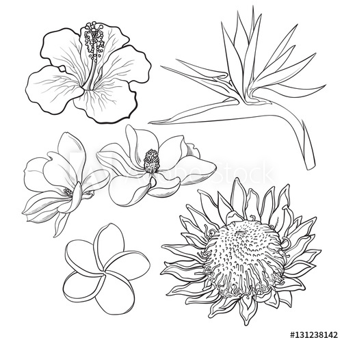 500x500 Tropical Flowers - Tropical Sketch