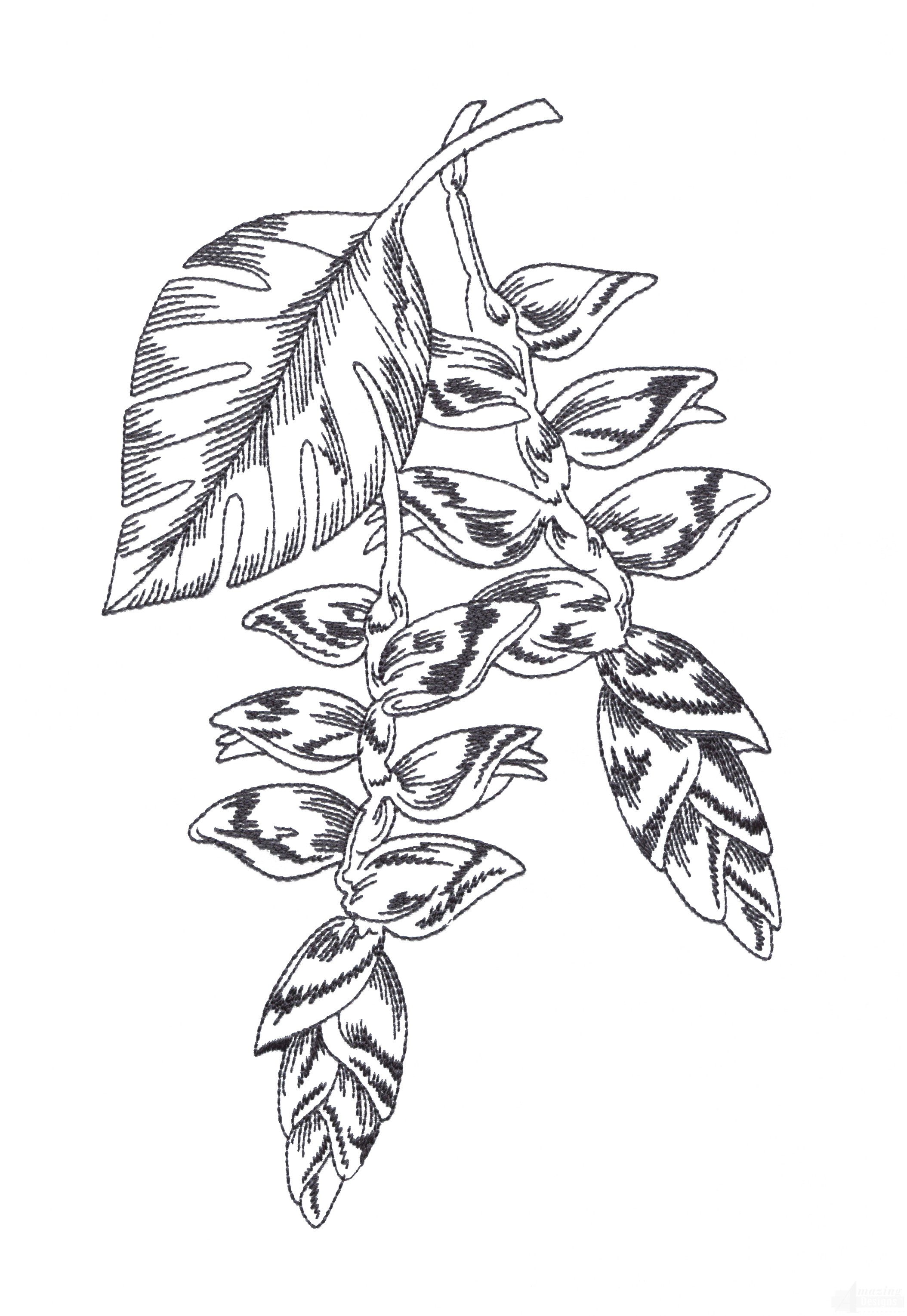 2108x3059 Bot427 Tropical Floral Sketch Embroidery Design - Tropical Sketch