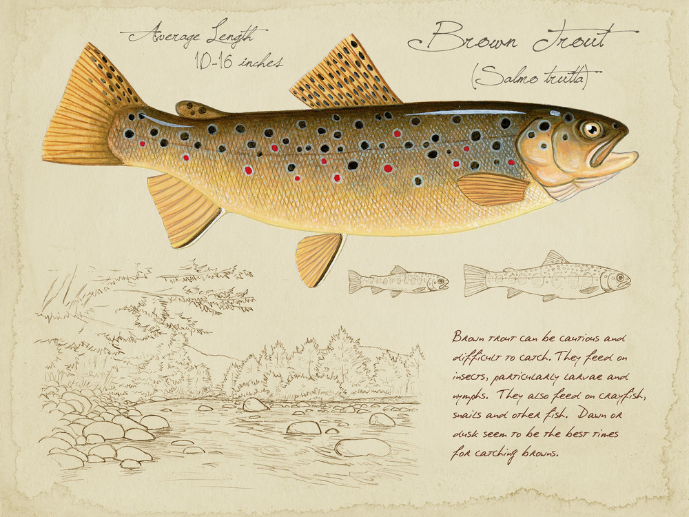 1000x750 9x12 Limited Edition Brown Trout Print Stoneridge Art Studios - Trout Sketch