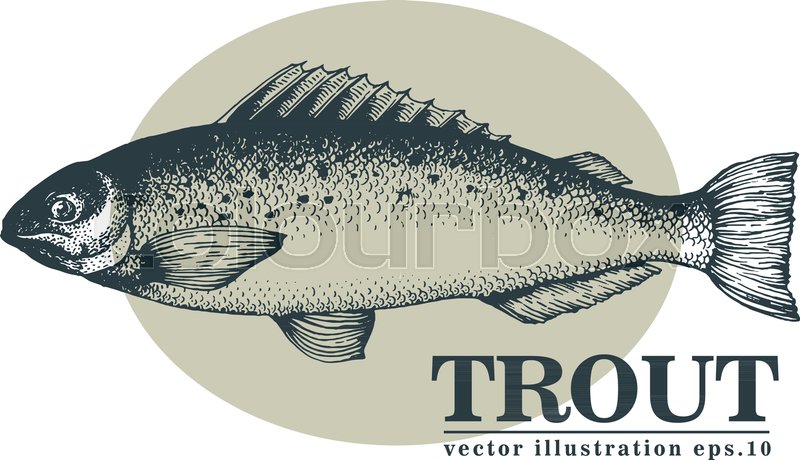 800x460 Hand Drawn Sketch Seafood Vector Vintage Illustration Of Trout - Trout Sketch