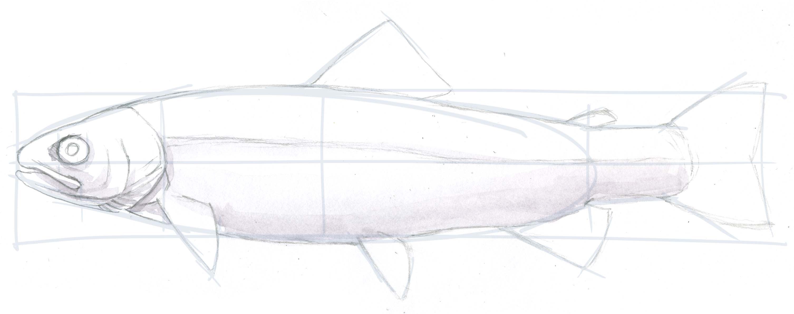 3012x1191 How To Draw A Trout Step By Step - Trout Sketch