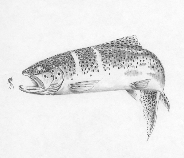 600x514 My Artwork - Trout Sketch