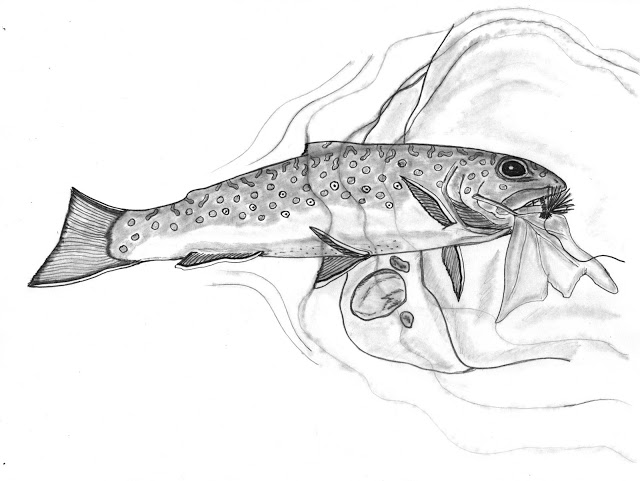 640x481 Paflyfish - Trout Sketch