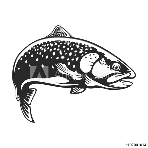 500x500 Realistic Drawing Of The Rainbow Trout Jumping Out Water.sketch - Trout Sketch