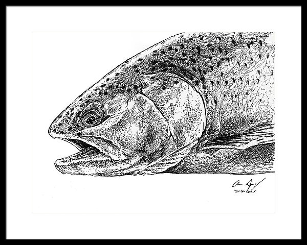 600x480 Sketch - Trout Sketch