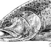 180x180 Sketch - Trout Sketch
