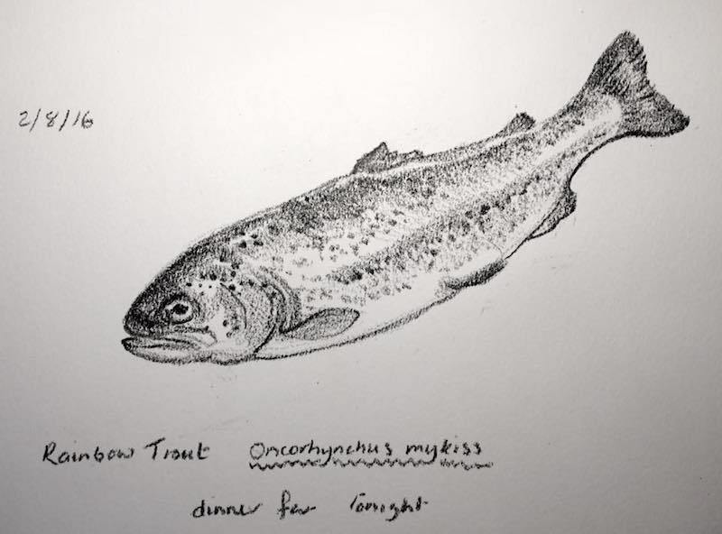 800x592 Todays Subject Of My Sketch A Day Challenge A Rainbow Trout - Trout Sketch