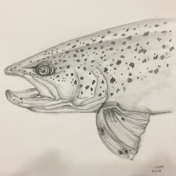 Trout Sketch at PaintingValley.com | Explore collection of Trout Sketch