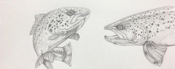 570x225 Trout Sketch - Trout Sketch
