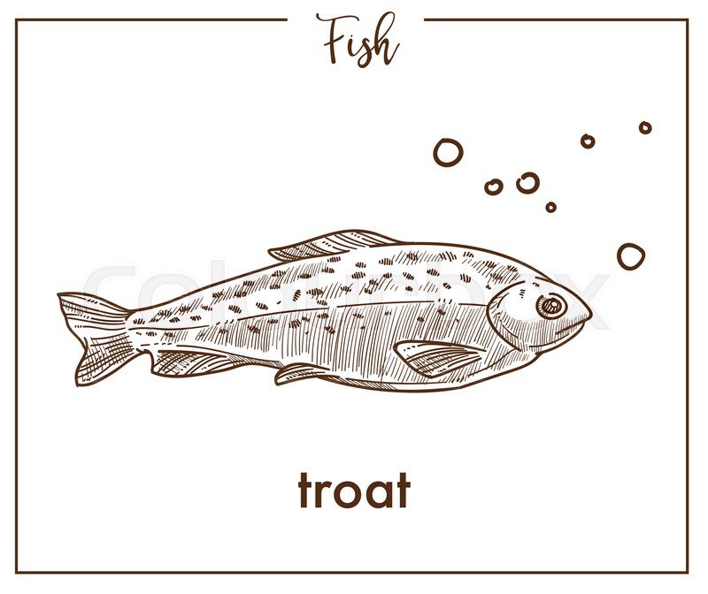 800x672 Trout Sketch Fish Icon. Vector Isolated Salmon Seatrout Or Char - Trout Sketch