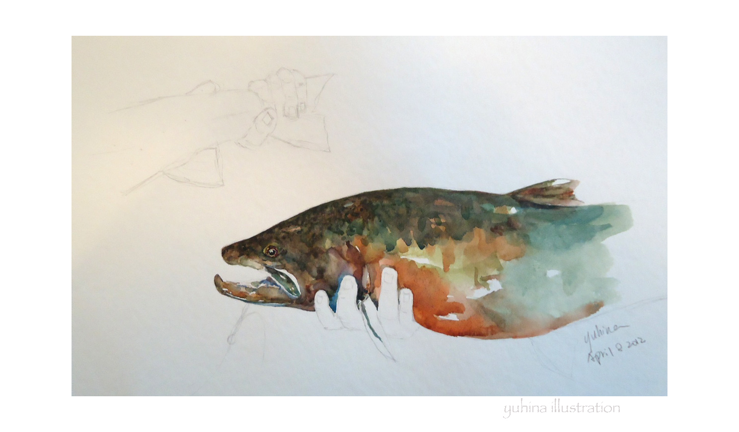 1488x870 Yuhina Illustration Bull Trout Sketch (Gone) - Trout Sketch