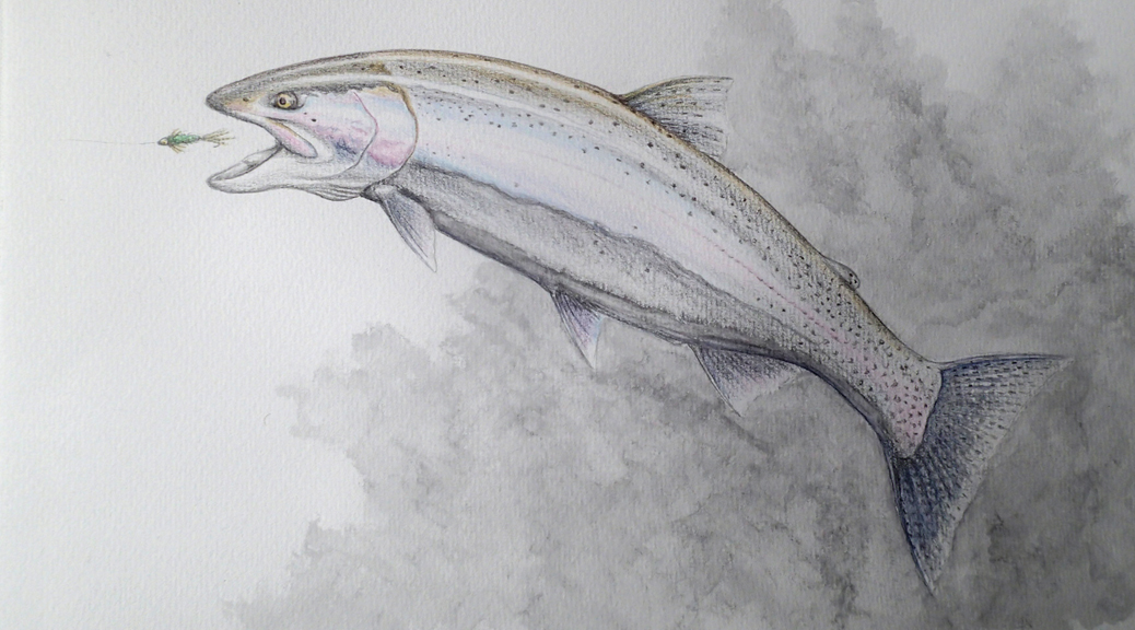 1038x576 Drawing Wilderness Trout - Trout Sketch
