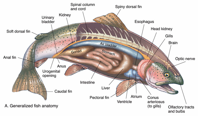 660x388 Trout Fish Anatomy Drawing Sketch Image Illustration - Trout Sketch