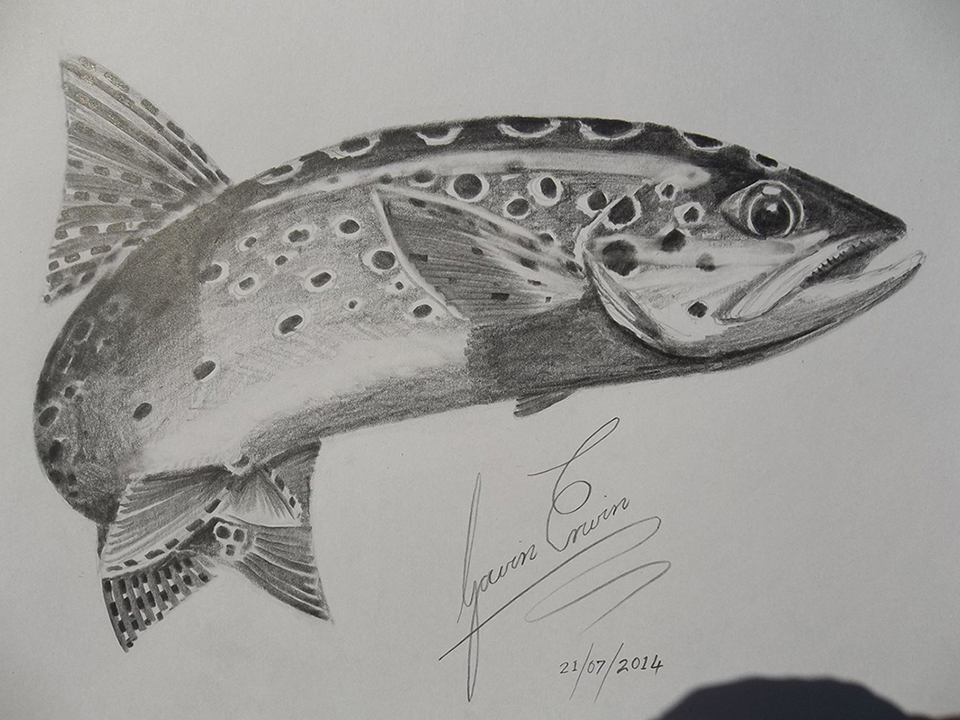 960x720 Brown Trout Sketch Fish The Fly South Africa - Trout Sketch