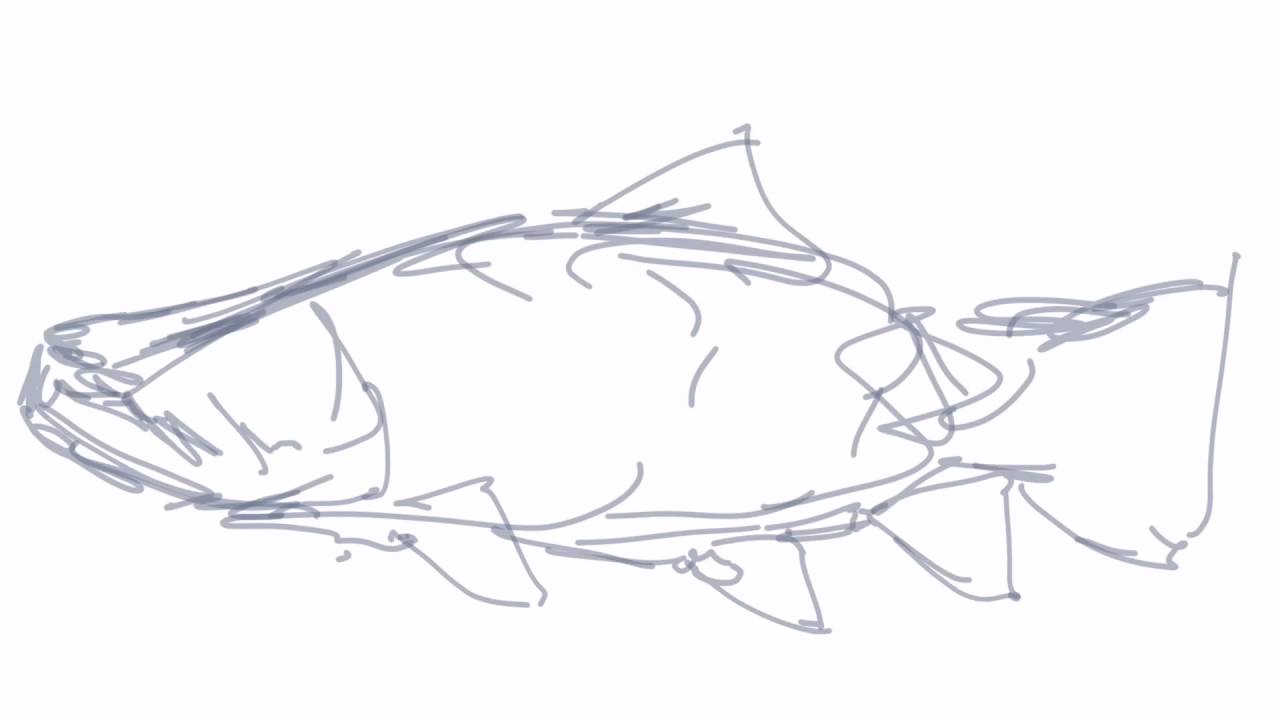 1280x720 Brown Trout Cartoon Sketch - Trout Sketch