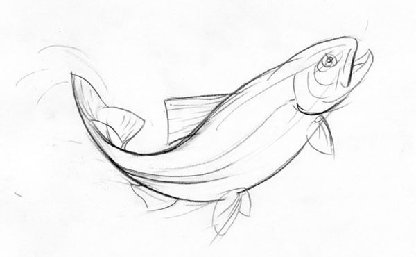 600x370 Drawing Of A Jumping Trout By Artyom Yefimov, Via Behance - Trout Sketch