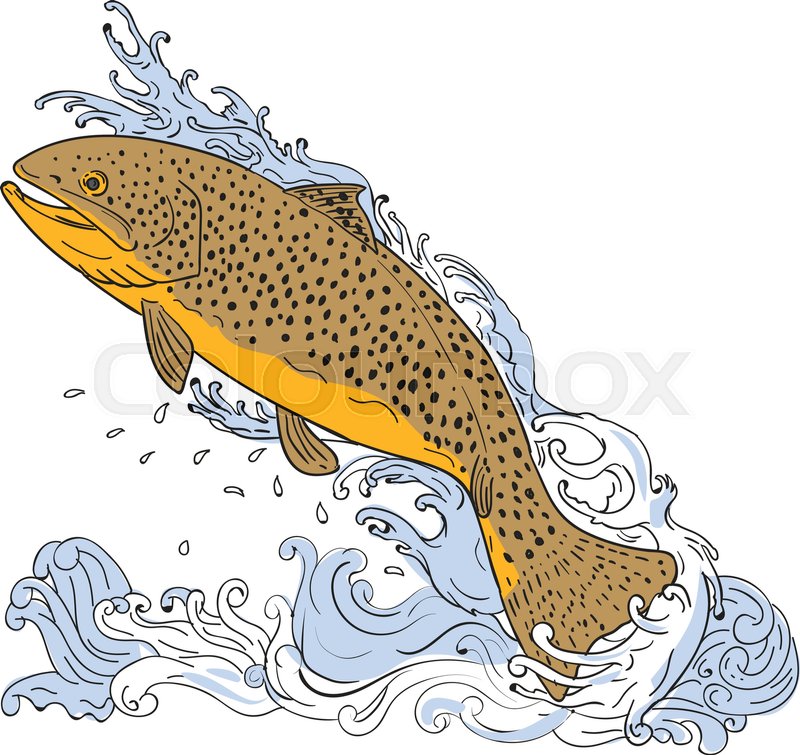 800x755 Drawing Sketch Style Illustration Of A Brown Trout Fish Swimming - Trout Sketch