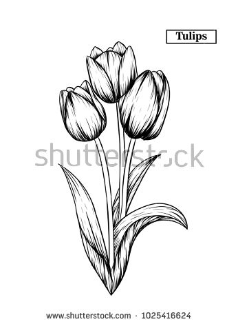 Tulip Flower Sketch at PaintingValley.com | Explore collection of Tulip ...