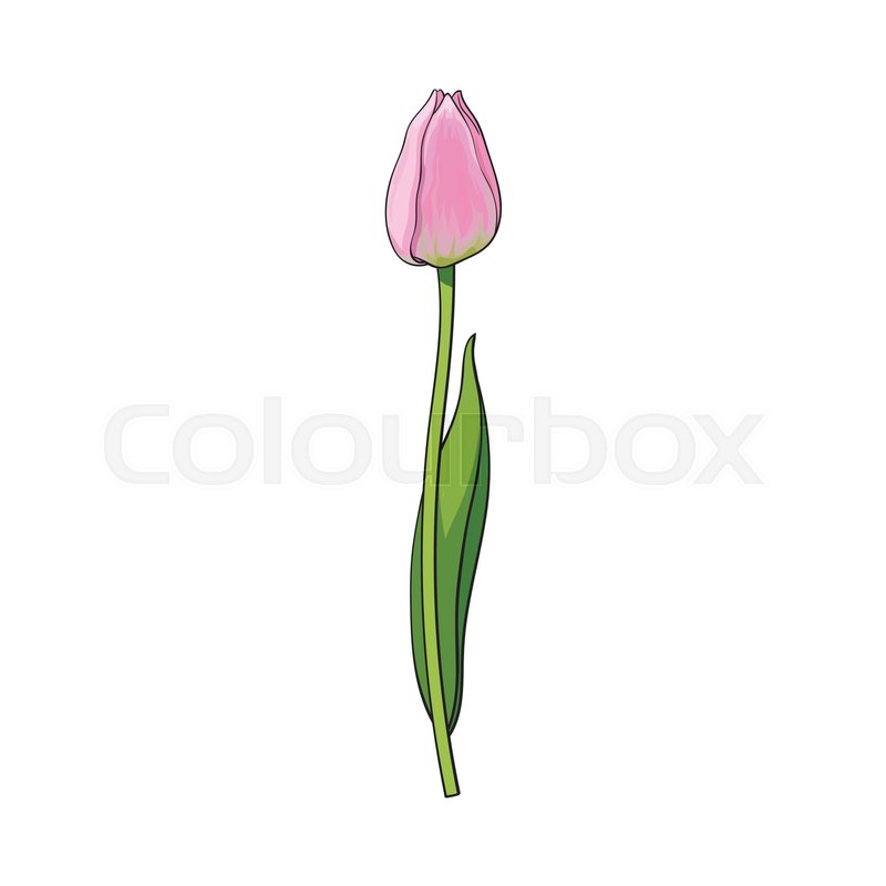 800x800 Hand Drawn Of Side View Pink Closed Tulip Flower, Sketch Style - Tulip Flower Sketch
