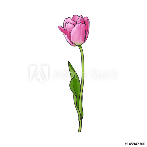 500x500 Hand Drawn Of Side View Pink Open Tulip Flower, Sketch Style - Tulip Flower Sketch