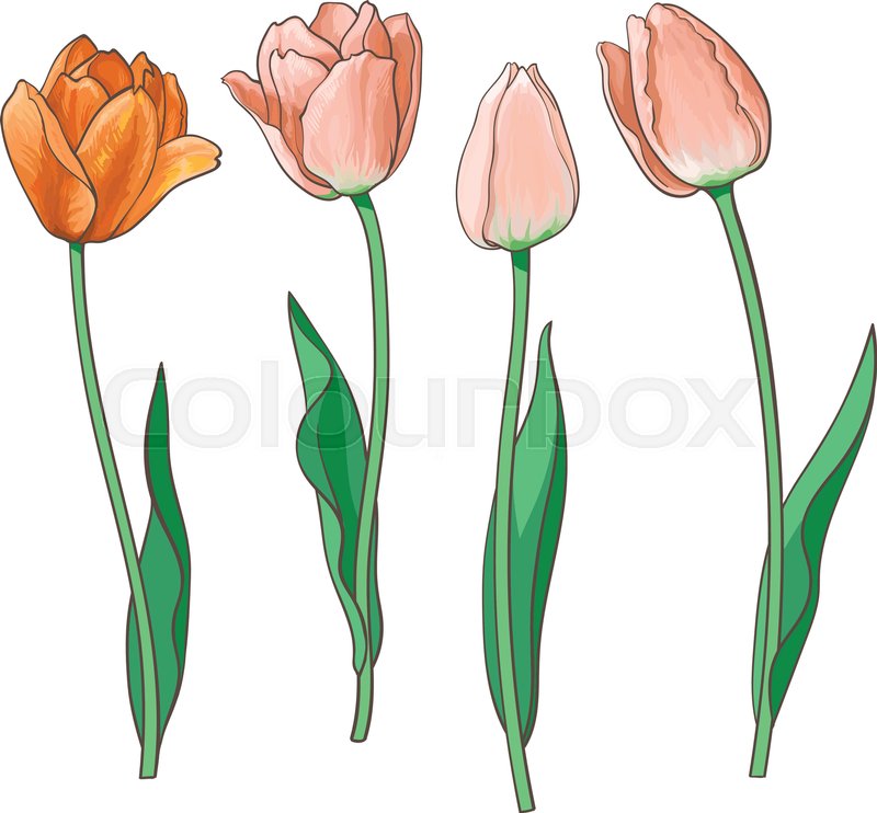 800x742 Hand Drawn Set Of Side View Red, Orange Open And Closed Tulip - Tulip Flower Sketch