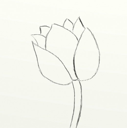 Tulip Flower Sketch at PaintingValley.com | Explore collection of Tulip ...