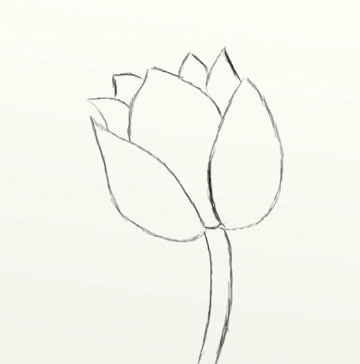 520x525 How To Draw A Beautiful Tulip Feltmagnet - Tulip Flower Sketch