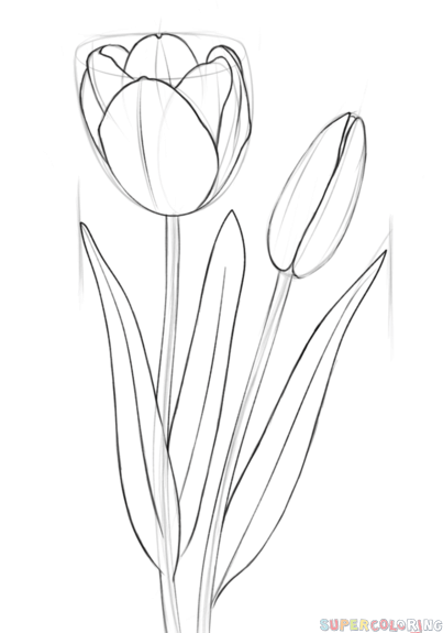 403x575 How To Draw A Tulip Step By Step. Drawing Tutorials For Kids And - Tulip Flower Sketch