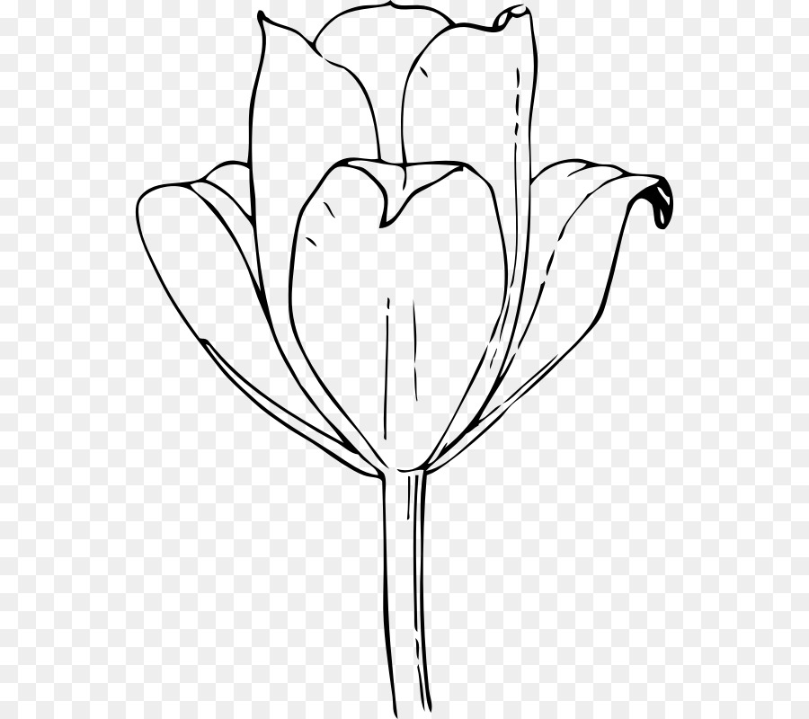 900x800 Tulip Drawing Flower Clip Art - Tulip Flower Sketch