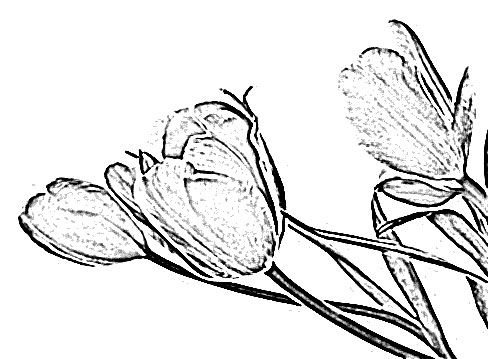 488x359 Tulip Flower Sketch - Tulip Flower Sketch