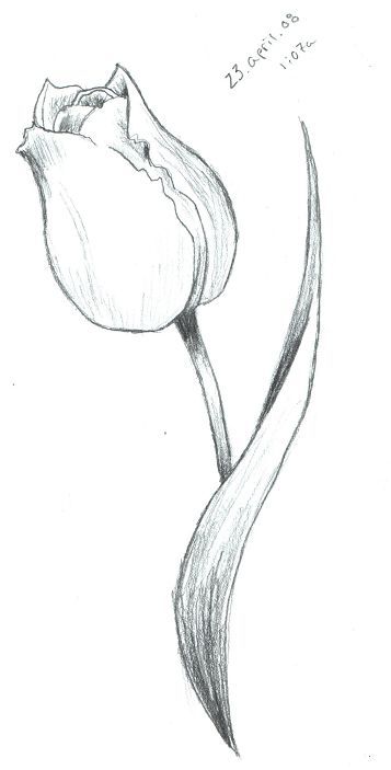 357x703 Tulip Sketch By Scarletrainxx Passion - Tulip Flower Sketch