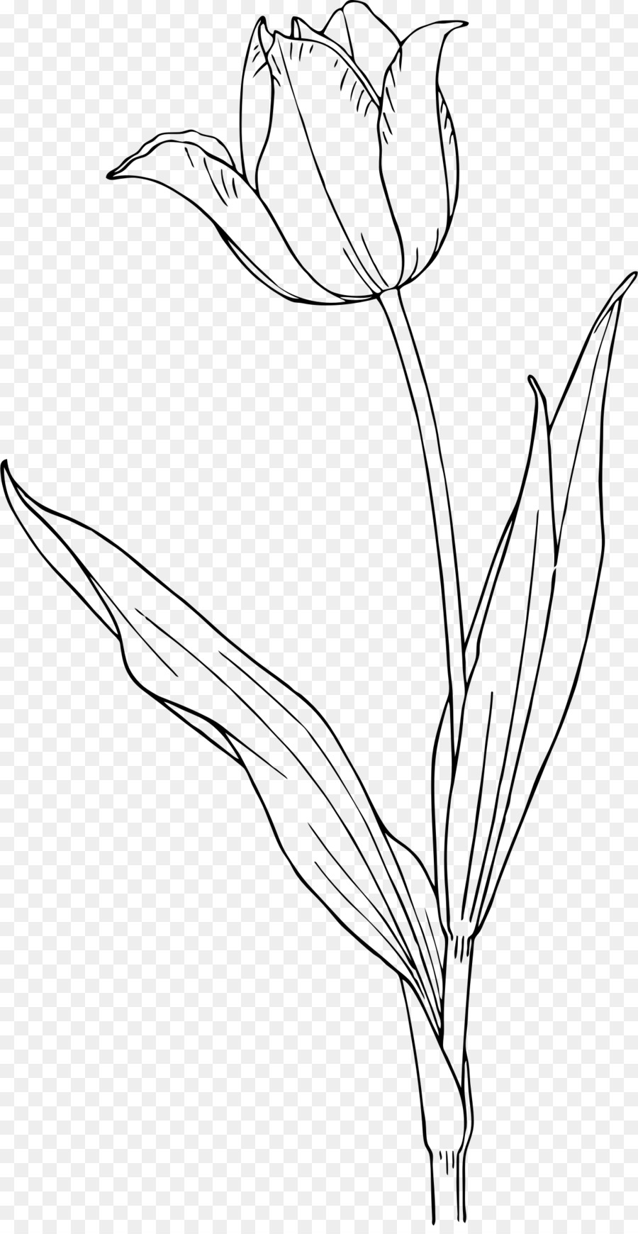 900x1740 Tulip Tattoo Nature Drawing And Design Clip Art - Tulip Flower Sketch