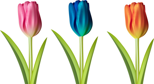 600x328 Tulip Flower Drawing Outline Free Vector Download (100,581 Free - Tulip Flower Sketch