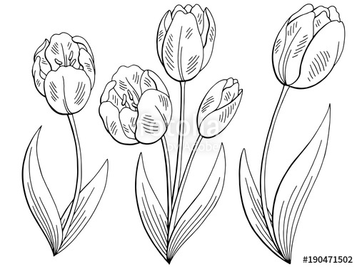 500x375 Tulip Flower Graphic Black White Isolated Sketch Set Illustration - Tulip Flower Sketch