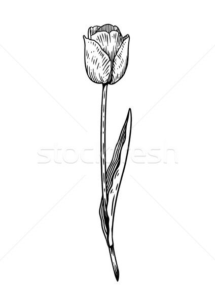 424x600 Tulip Flower Illustration, Drawing, Engraving, Line Art, Vector - Tulip Flower Sketch
