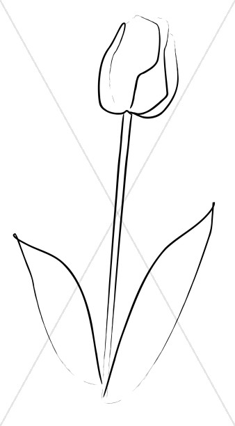 338x612 Elegant Tulip Sketch Church Flower Clipart - Tulip Sketch