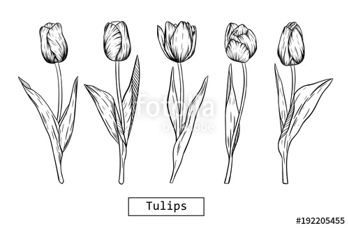500x327 Hand Drawn Illustration And Sketch Tulips Flower. Black And White - Tulip Sketch