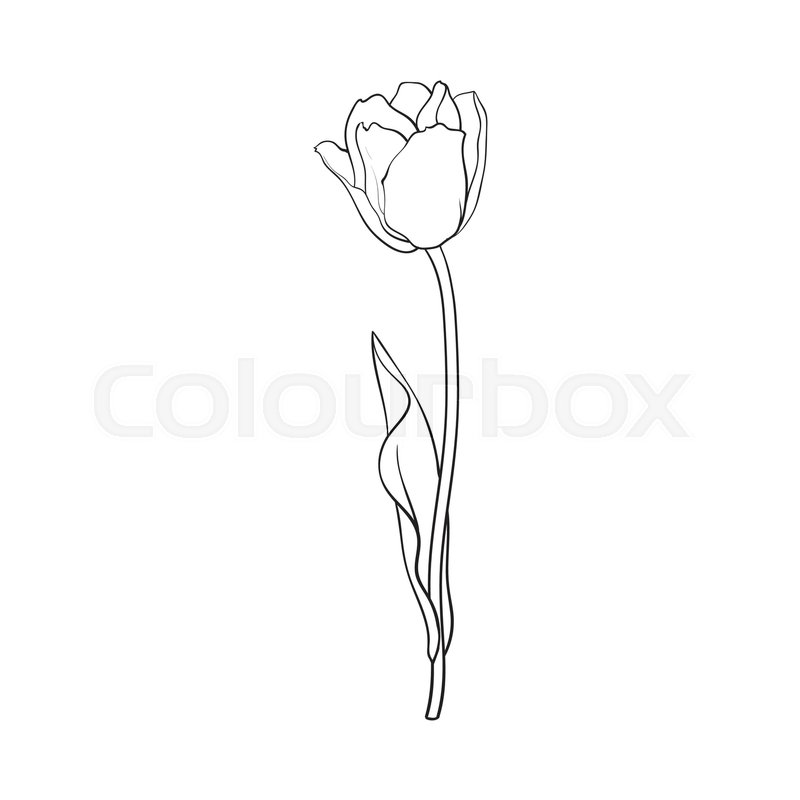 800x800 Hand Drawn Of Side View Black And White Open Tulip Flower, Sketch - Tulip Sketch