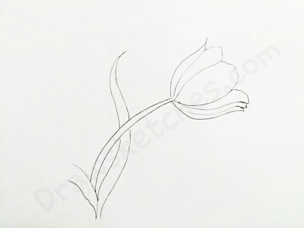 600x450 How To Draw A Tulip In A Few Easy Steps With Pictures - Tulip Sketch