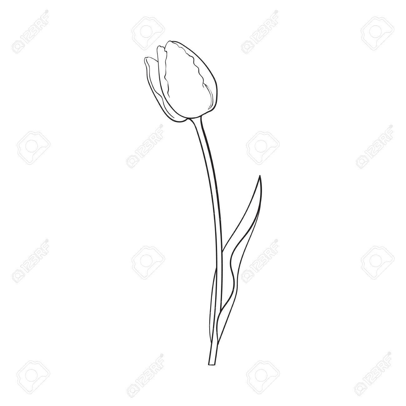 1300x1300 How To Draw A Tulip Step By Step Drawing Tutorials - Tulip Sketch
