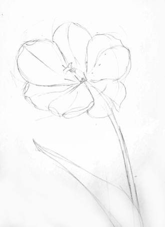 330x455 How To Draw A Tulip - Tulip Sketch
