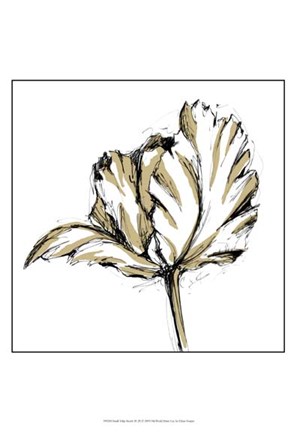 296x432 Small Tulip Sketch Iii Fine Art Print By Ethan Harper - Tulip Sketch