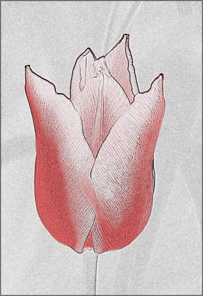 411x600 Towy Valley Camera Club Tulip Sketch - Tulip Sketch