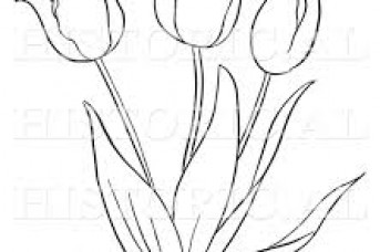 343x228 Tulip Flower Drawing Pictures - Tulip Sketch