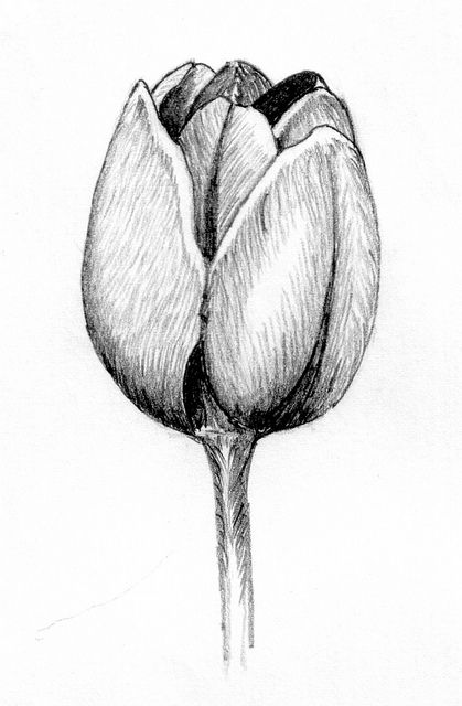 419x640 Tulip Pencil Drawing Sketch Inspiration Drawings - Tulip Sketch