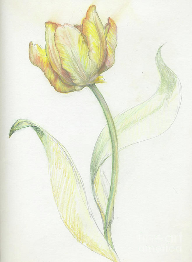 659x900 Tulip Sketch Drawing By Meridith Martens - Tulip Sketch