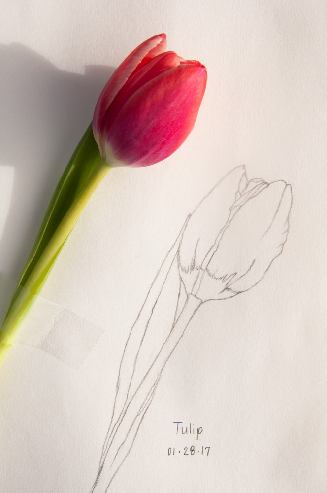 664x1000 Tulip Sketch Amp Notebooks - Tulip Sketch
