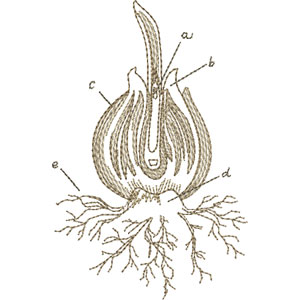 300x300 Tulip Sketch - Tulip Sketch